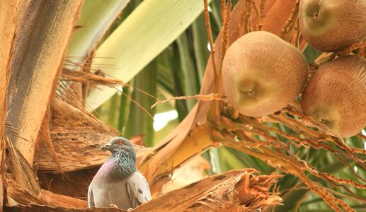 Animal bird coconut photo