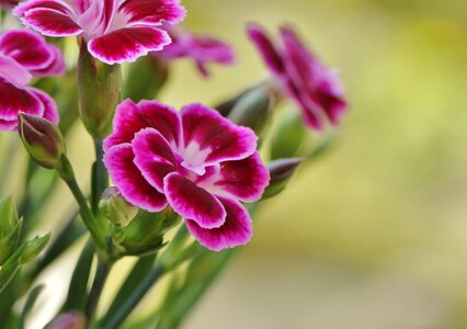 Flower flora red