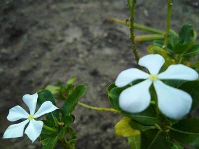 Beautiful Flowers blooming blossom photo