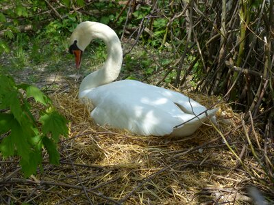 Nest swan's nest animal