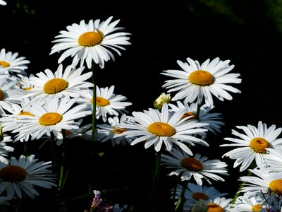 Beautiful Flowers biology bloom photo