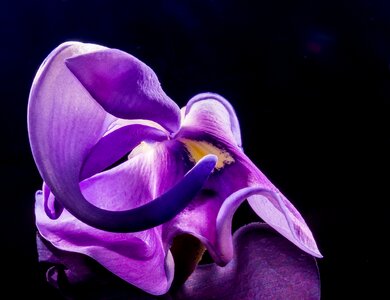 Wild flower violet purple photo