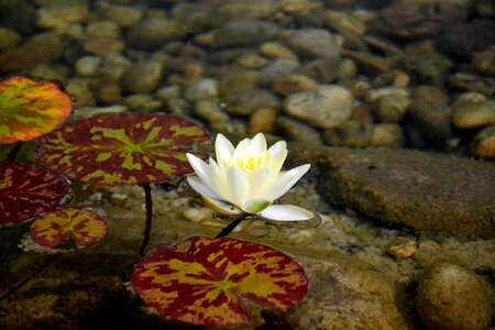 Pond lake rose yellow