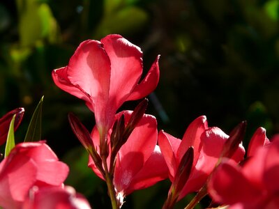 Laurel rose dog gift greenhouse apocynaceae photo