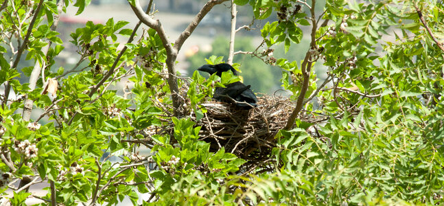 Crow Nest Tree photo