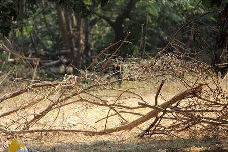 Forest Shrubs Bushes photo