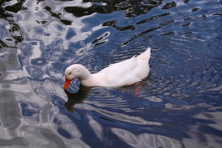 Duck pond white photo