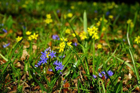 Bloom flower blue photo