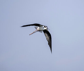 Black-necked Stilt -- Himantopus mexicanus photo