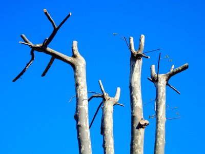 Tree trunk spring sprout photo