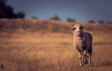 Single Sheep on a Dry Pasture photo