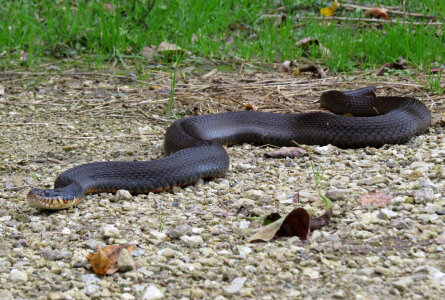 Copperbelly water snake