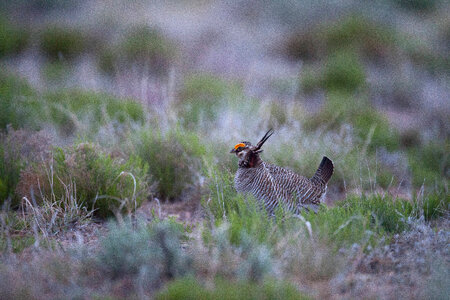 Lesser Prairie-Chicken-1