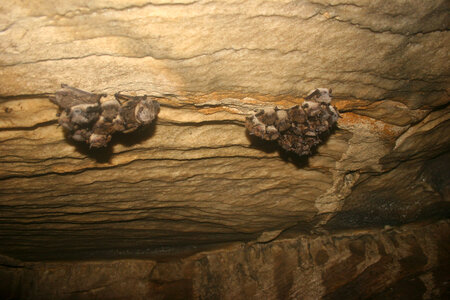 Little brown Bat clusters photo