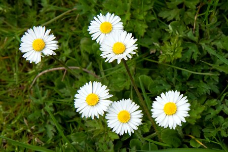 Spring yellow white