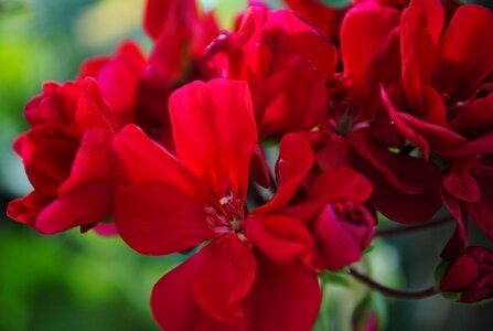 Flowers macro red