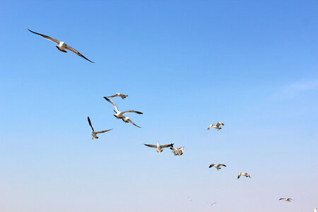 Group of seagulls in flight