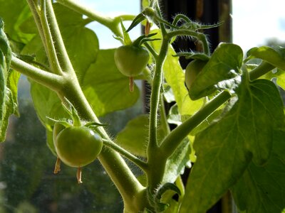 Greens small tomatoes green leaves