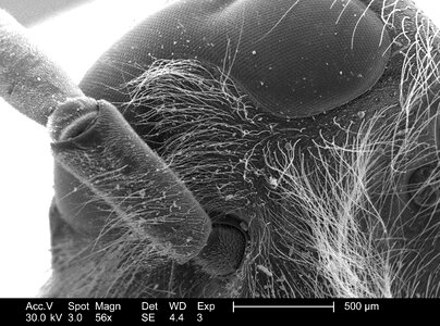 Antenna compound compound eye