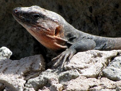 Rock reptile canary islands