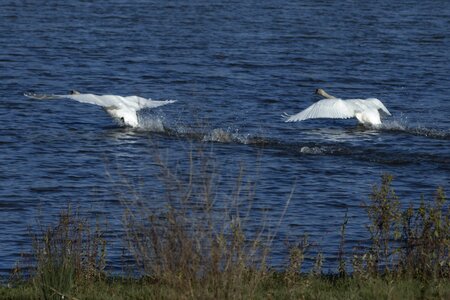 Animal aquatic bird avian photo