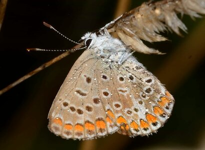 Animal arthropod beautiful photo