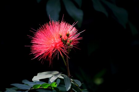 Flowers and plants bloom radiation