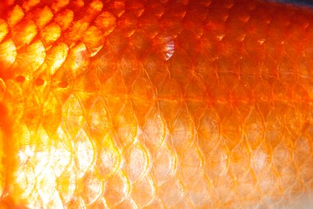 Freshwater fish karpfenfisch cyprinidae