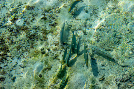 Group of Fish Swimming in Crystal Clear Water photo