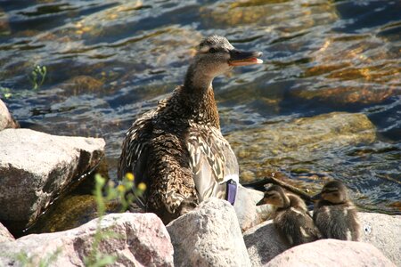 Ducklings bird fly