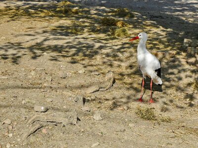 Beak aquatic bird white stork