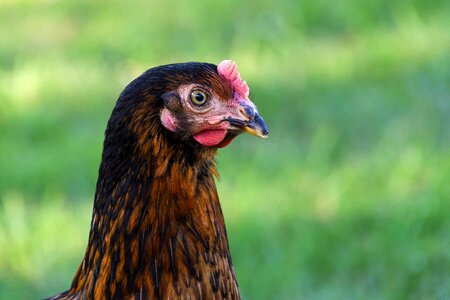 Animal avian beak