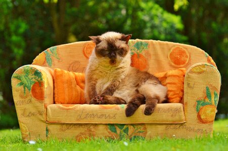 British shorthair thoroughbred fur