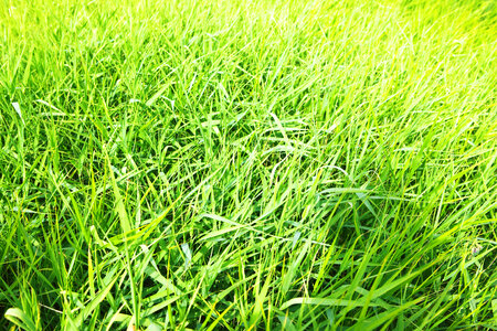 spring green grass photo