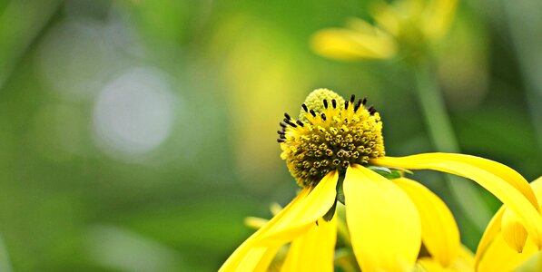 Beautiful Flowers blooming blossom