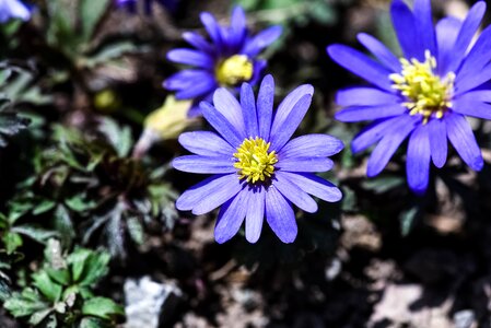 Bloom blue flower anemone