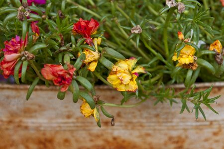 Floral plants natural