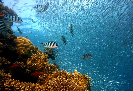 Fishes under sea photo
