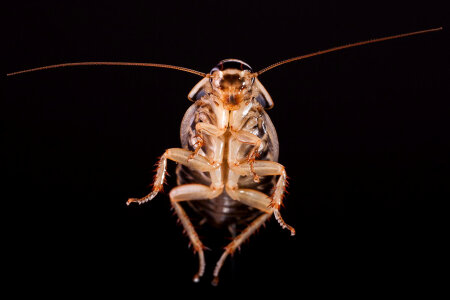 Cockroach photo