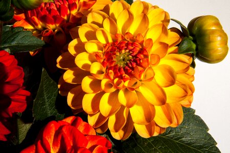 Plant composites red
