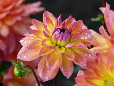 Purple flower blossom