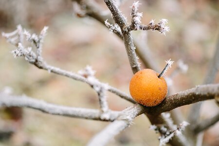 Frost frozen fruit