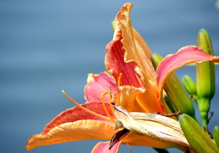 Beautiful beautiful flowers biology