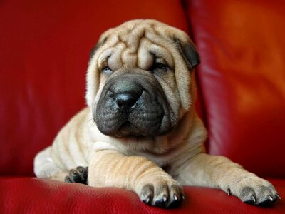 Animal beautiful photo canine