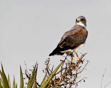 Bird falcon tree photo