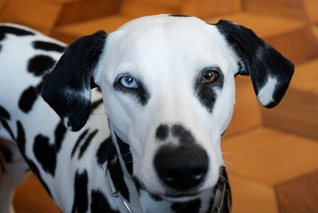 Dog dalmatians heterochromia