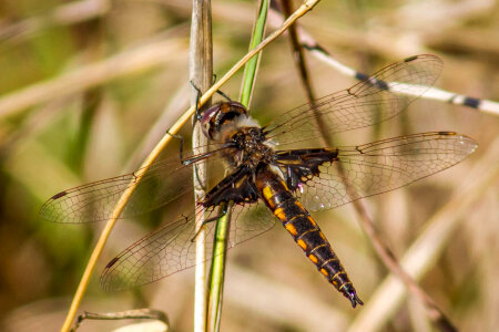 Baskettail dragonfly photo