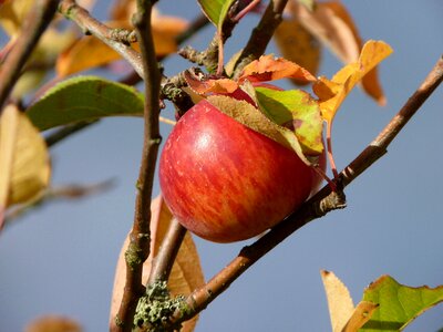 Ripe harvest apple tree