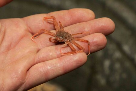 Crab hands little