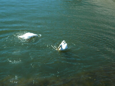 Ducks